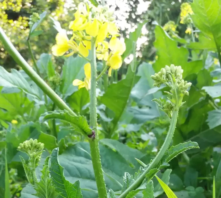 Senf, gelb bl&uuml;hend, scharfk&ouml;rnig, einj&auml;hrige Nutzpflanze, Kreuzbl&uuml;tler