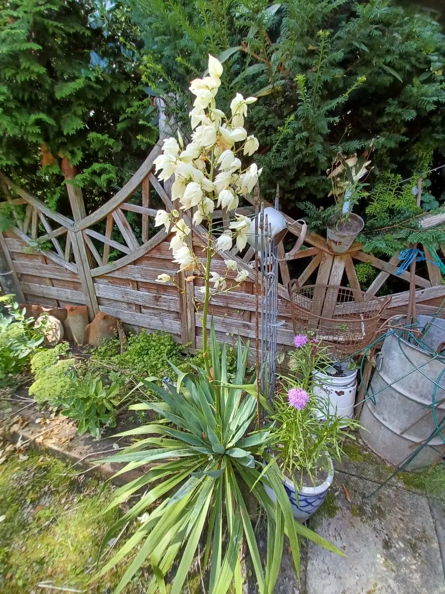 Blühende Yuccapalme im Garten mit hohem Blütenstand aus cremeweißen Glockenblüten