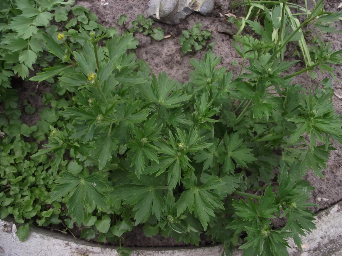 Blätter vom Hahnenfuß, tief handförmig geteilt, mit Knospen und einer kleinen gelben Blüte