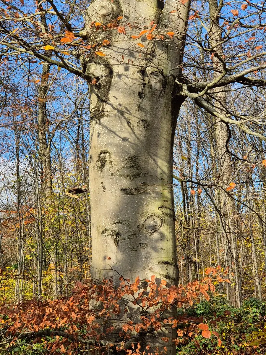 Buchenstamm mit glatter grauer Rinde im herbstlichen Wald, ringsum orangebraunes Laub
