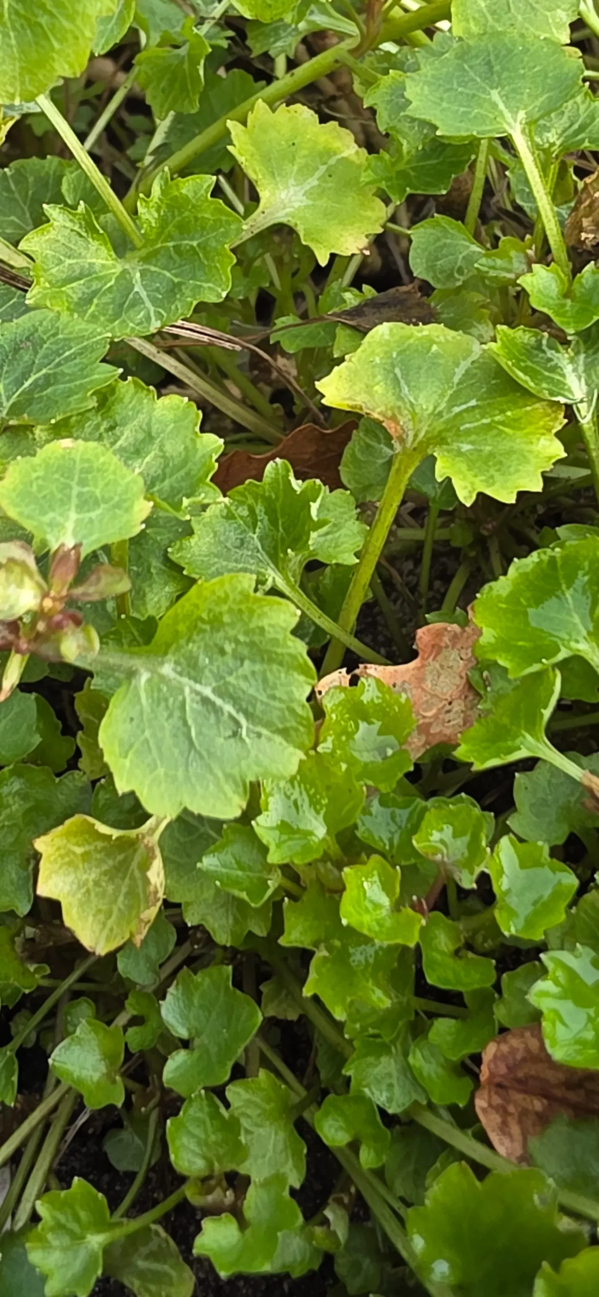 Dalmatiner Glockenblume