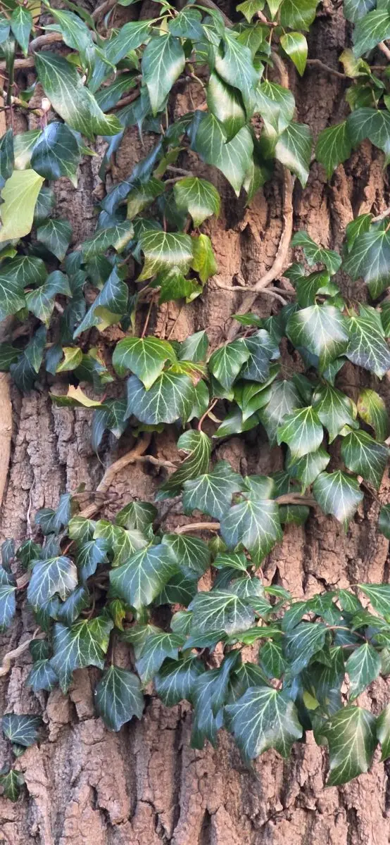 Efeu, Immergrüne robuste Kletterpflanze