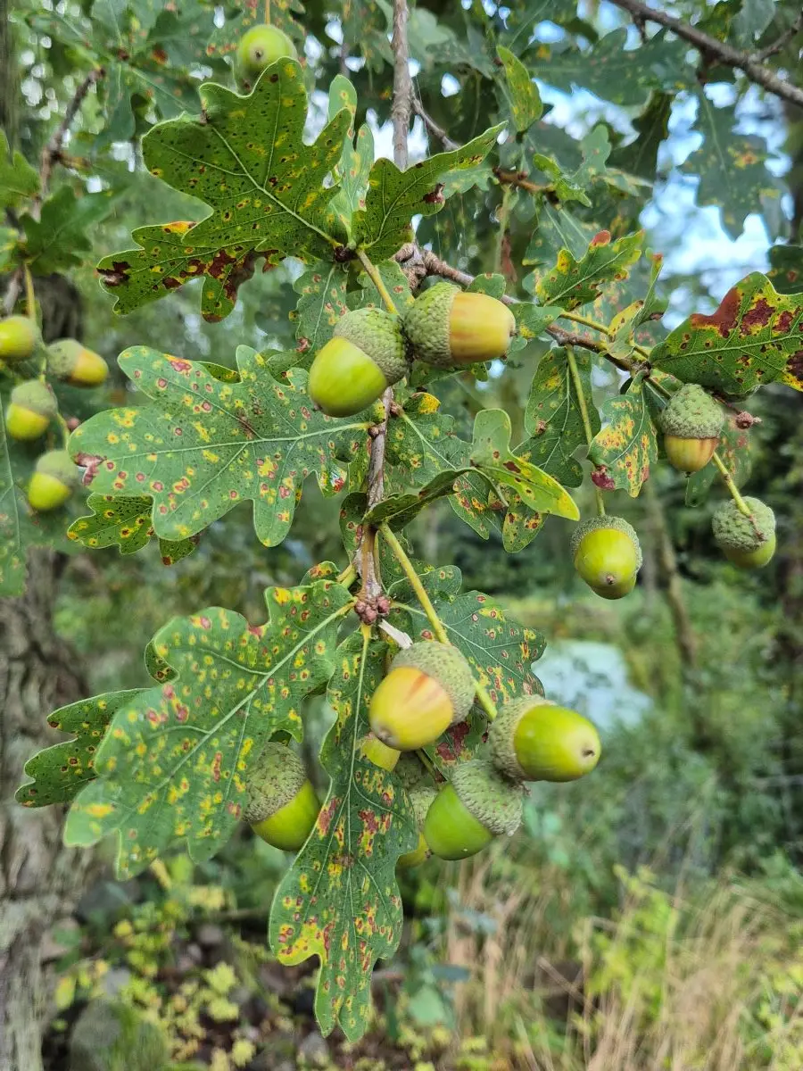 Zweig der Eiche mit grünen Eicheln in ihren Bechern und buchtig gelappten Blättern