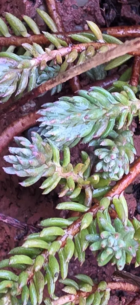 Fetthenne, immergrüner, gelbblühender sukkulenter Bodendecker