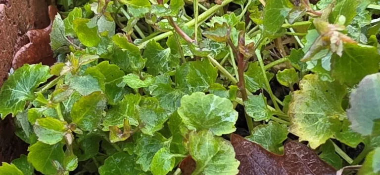 Glockenblume, pflegeleicht, sommergr&uuml;n, sehr vielseitig