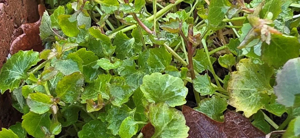 Dichtes Blattpolster der Glockenblume mit rundlichen, gekerbten Blättern an einer Ziegelmauer