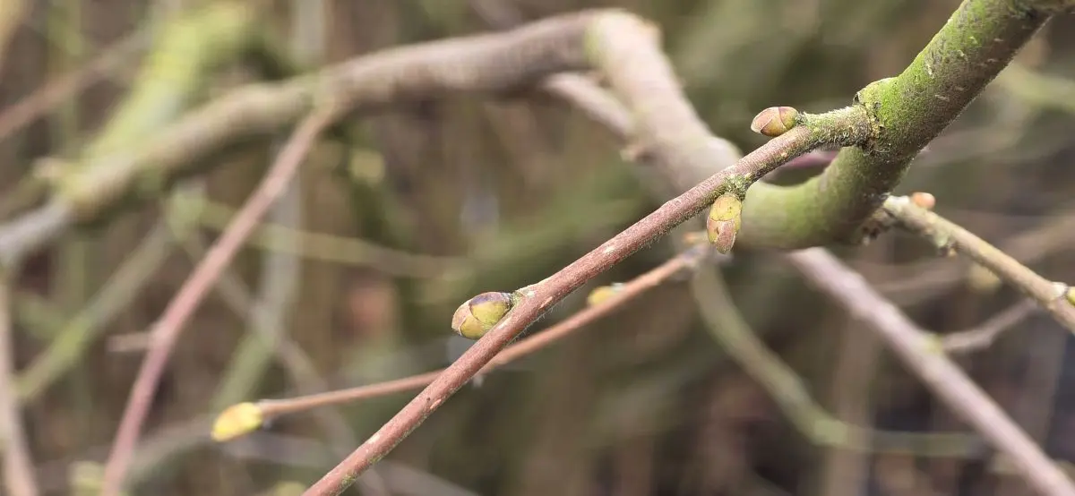 Kahler Zweig der Haselnuss mit abstehenden Knospen an rötlichbrauner Rinde