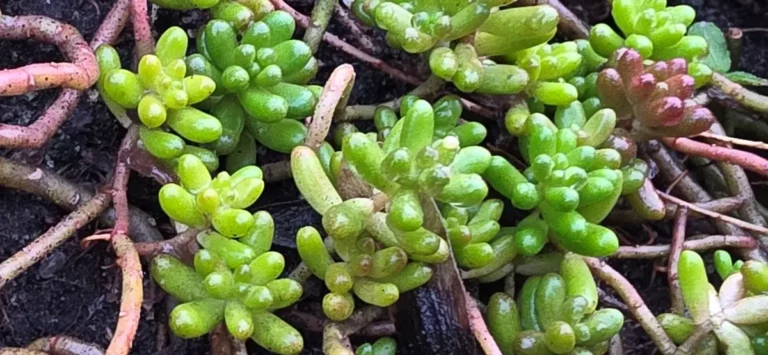 Mauerpfeffer, immergr&uuml;ner, anspruchsloser Bodendecker, gelb bl&uuml;hend