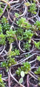 Ostasiatischer Mauerpfeffer