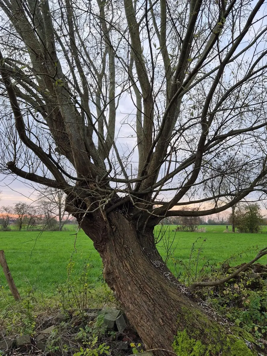 Alte Weide ohne Laub, als Kopfbaum geschnitten, mit vielen dünnen Ruten vor einer Wiese