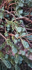 ockergelbe Fetthenne