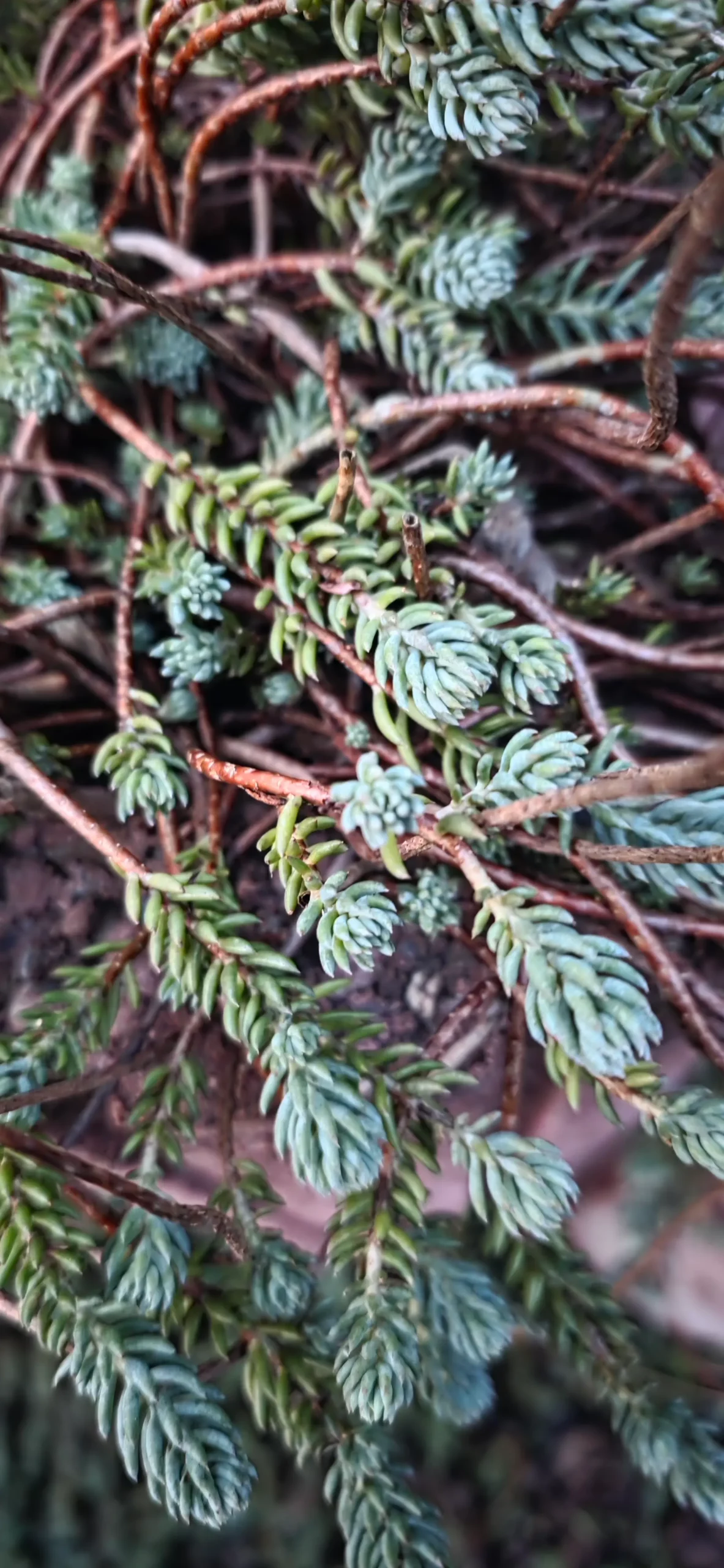 ockergelbe Fetthenne