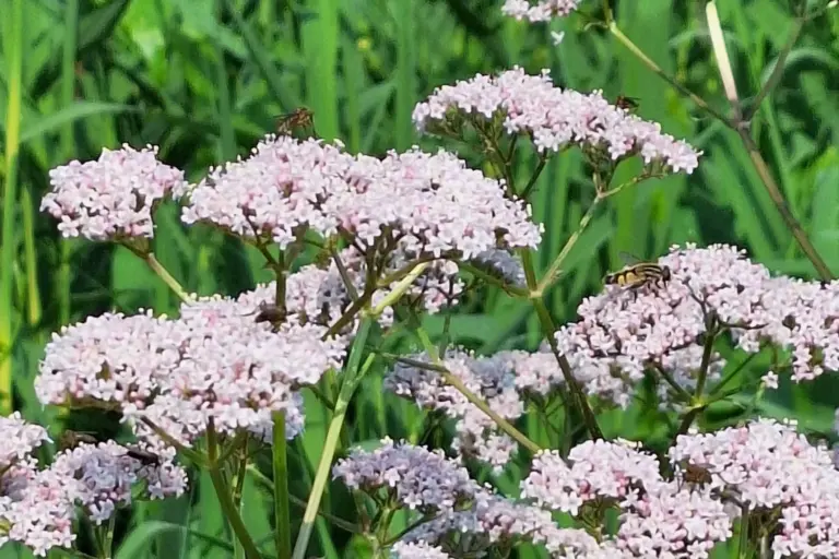 Hellrosa Baldrianblüten in dichten Blütenständen