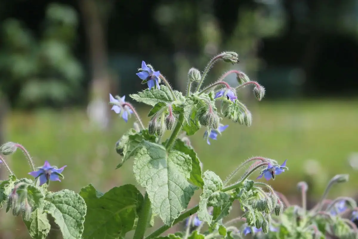 Borretsch mit blauen Sternblüten und borstig behaarten Stängeln und Knospen