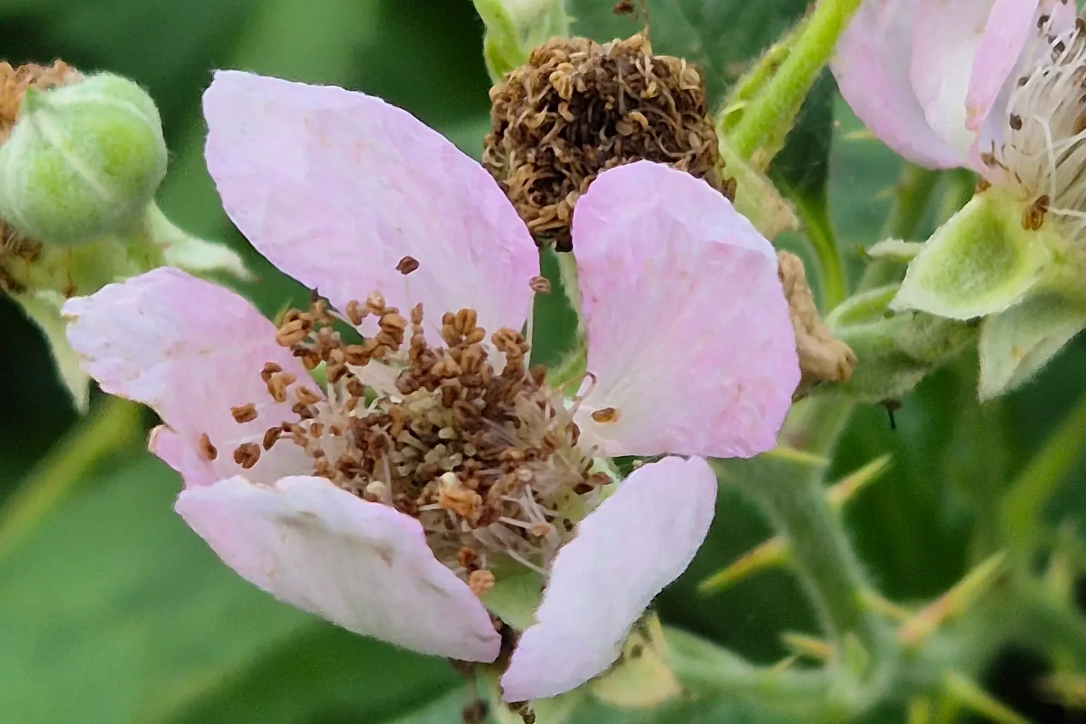 Hellrosa Brombeerblüte mit sichtbaren Staubblättern.
