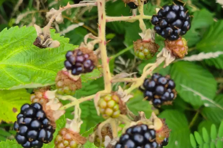 Reife schwarze und noch rötliche Brombeeren am Strauch