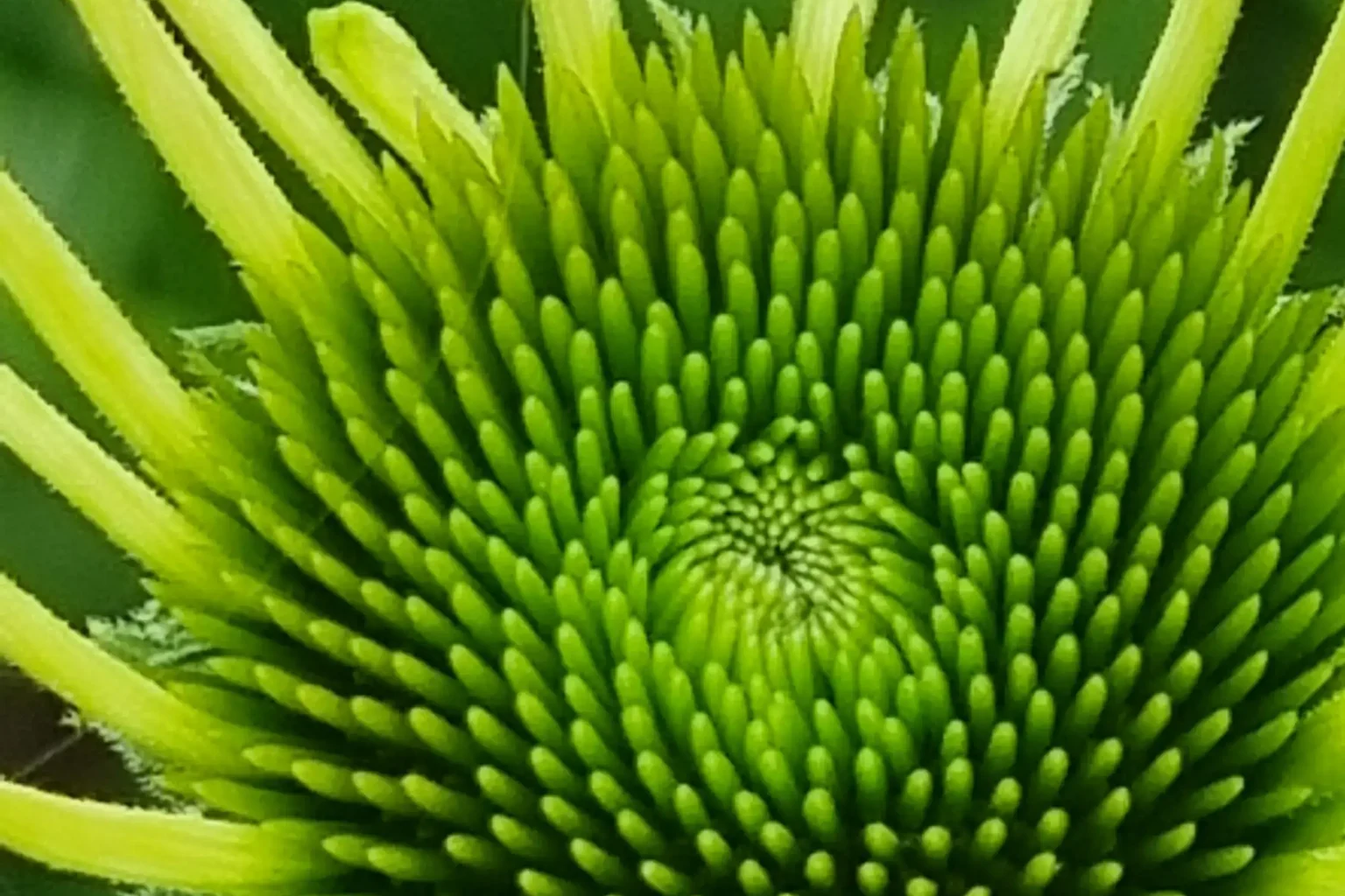 Grüner Blütenkegel einer Echinacea mit noch aufrecht stehenden Blütenblättern
