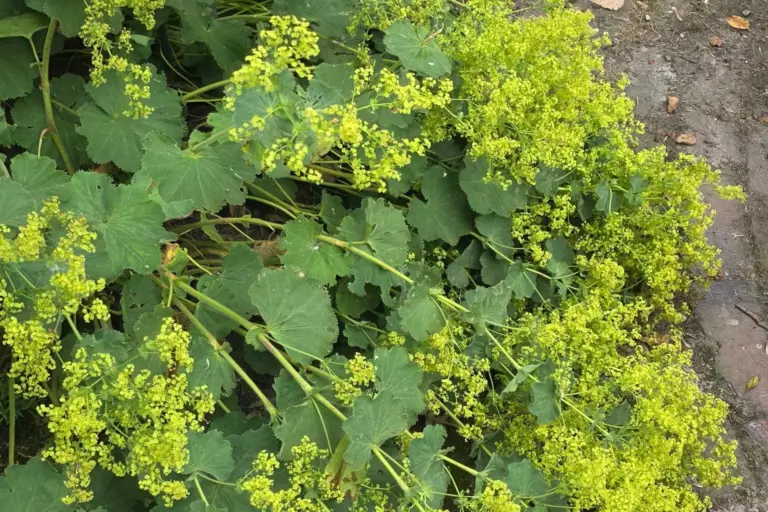 Frauenmantel mit gelbgrünen Blüten und rund gelappten Blättern.