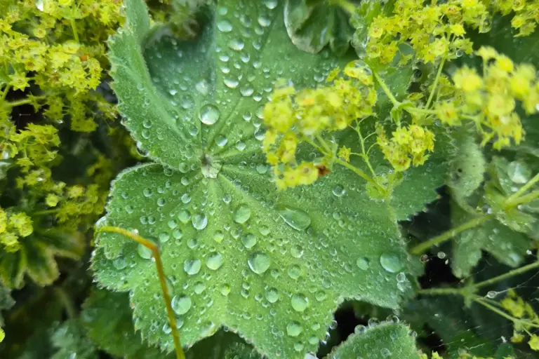 Wassertropfen auf einem Frauenmantelblatt zwischen gelbgrünen Blüten.