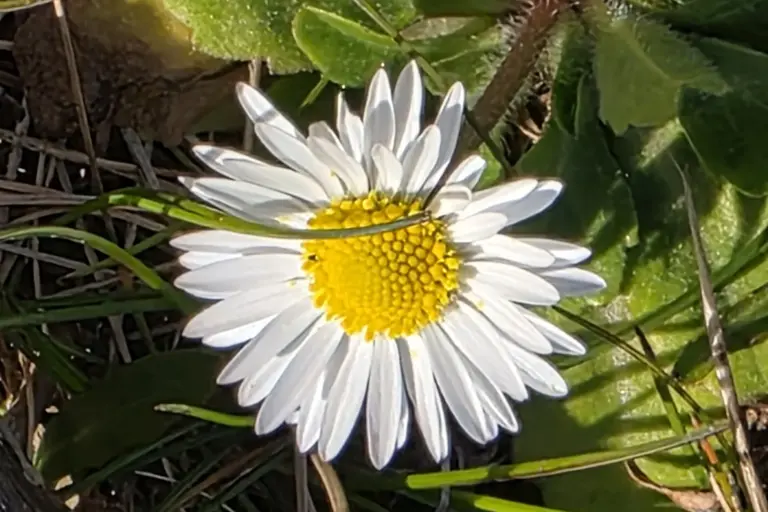 Ein Gänseblümchen mit weißen Blütenblättern und gelber Mitte im Gras