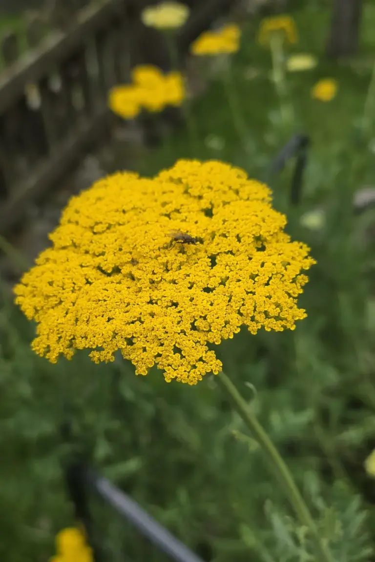 Gelbe Schafgarbe mit einer Fliege auf dem Blütenstand