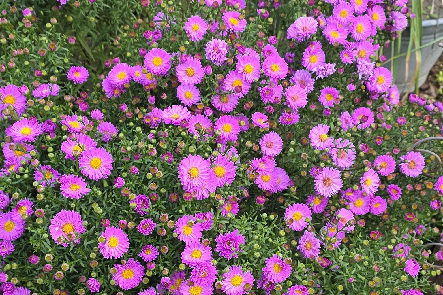 Pinkviolette Herbstastern mit gelben Blütenmitten im Beet