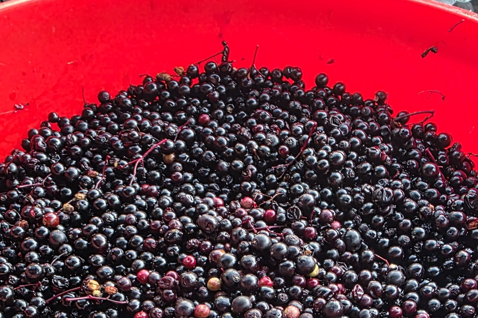 Geerntete Holunderbeeren in einer roten Schüssel