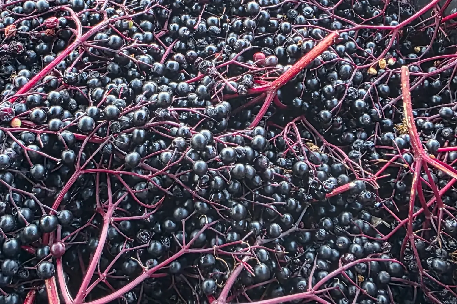 Geerntete Holunderbeeren an roten Rispen in einer Schale.