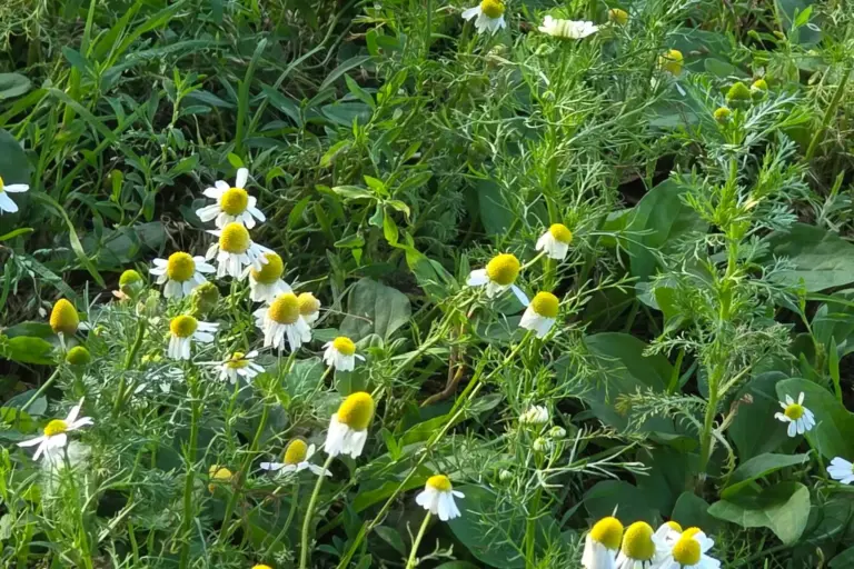 Viele kleine weiße Kamillenblüten zwischen grünem Kraut.