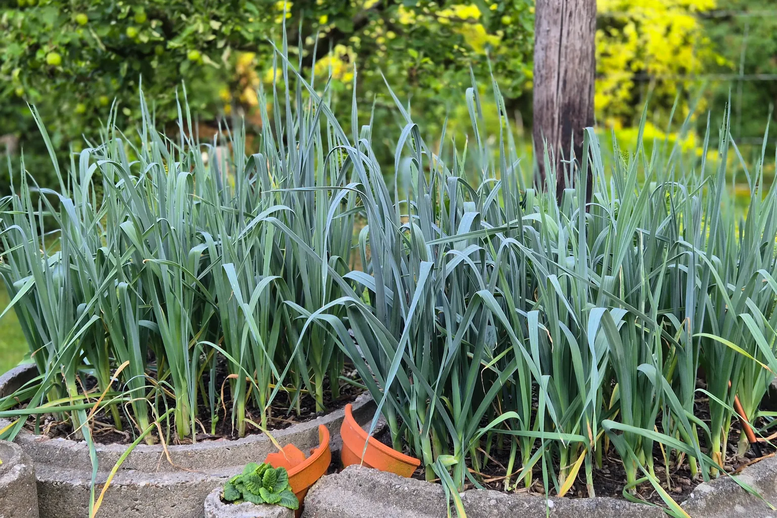Dicht stehende Porreepflanzen mit langen, schmalen Blättern im Beet.