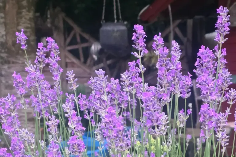 Violette Lavendelblüten im Gartenbeet