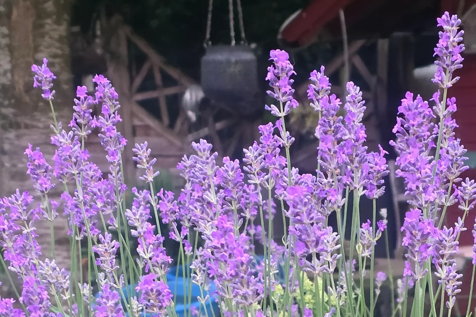 Violette Lavendelblüten im Gartenbeet
