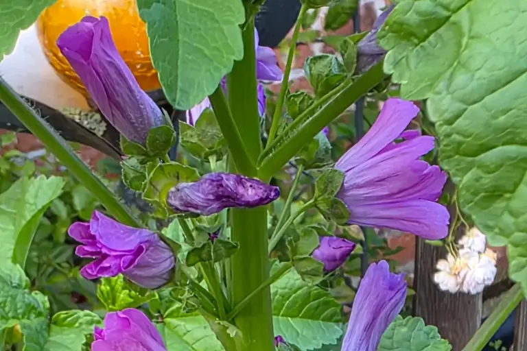 Violette Malvenblüten zwischen grünen Blättern
