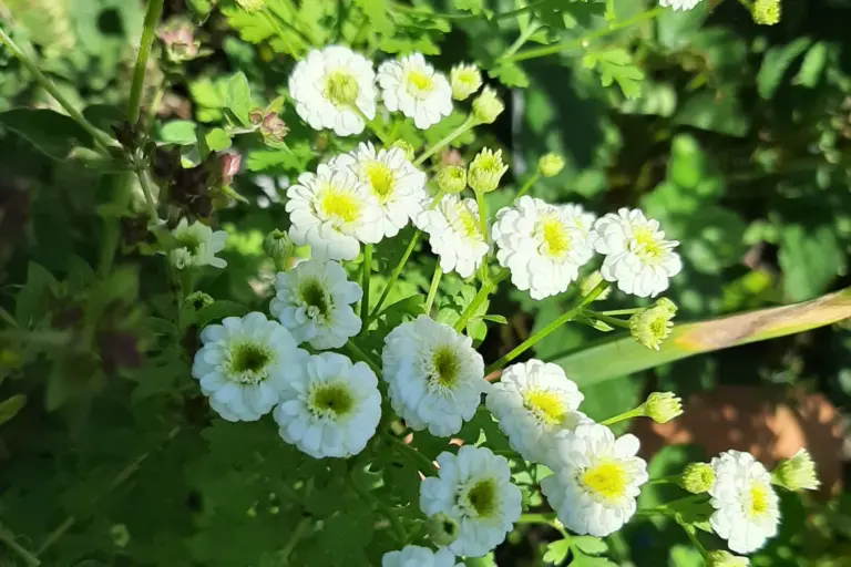 Weiße, gefüllte Blüten zwischen gelappten Blättern