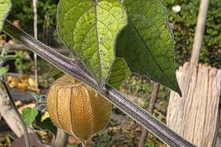 Goldbraune Fruchthülle an einer Physalis mit behaarten Blättern