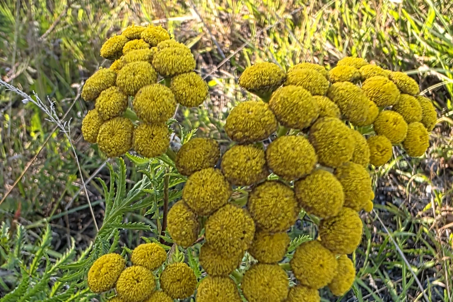 Gelbe, knopfartige Rainfarnblüten mit fein geteilten Blättern
