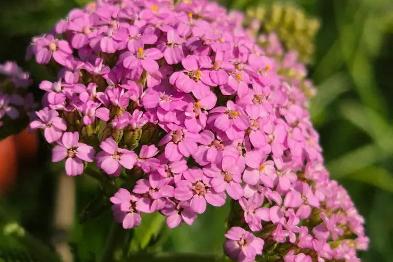 Viele kleine rosa Schafgarbenblüten in einem dichten Blütenstand.
