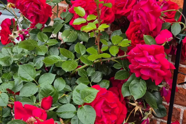 Rote Rosen mit grünen Blättern vor einer Ziegelmauer.