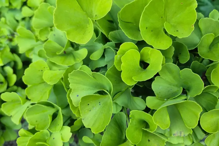 Viele hellgrüne, fächerförmige Ginkgoblätter.