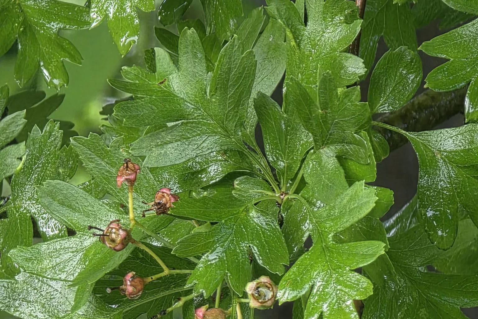 Gelappte Weißdornblätter mit jungen Früchten nach der Blüte