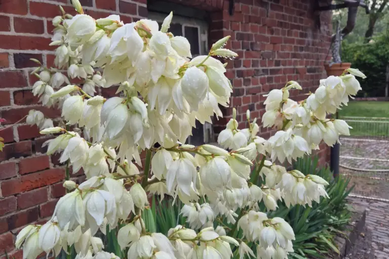 Weiße Yuccablüten vor einer roten Ziegelwand.