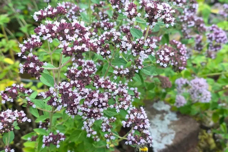 Blühender Majoran mit kleinen hellvioletten Blüten im Beet.