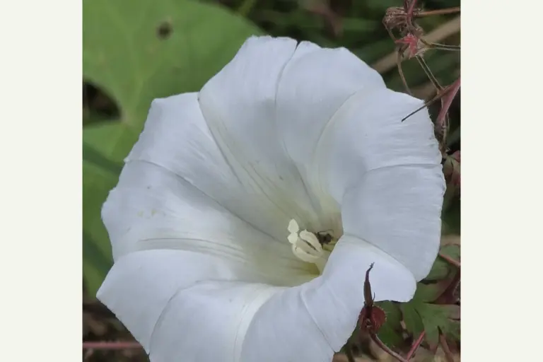 Weiße trichterförmige Blüte einer Zaunwinde zwischen grünen Blättern