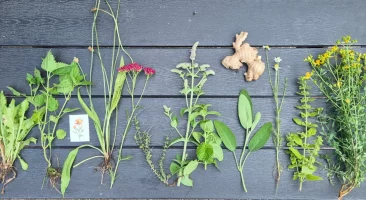 12 Kräuter Hausapotheke