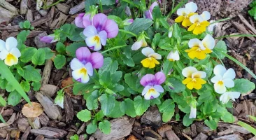 Hornveilchen, violettblühend, zart, filigran, farbenfroh, kompakt, zierend