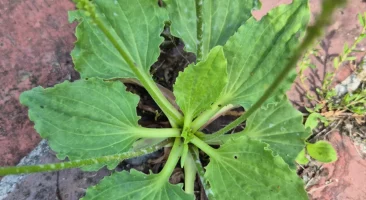 Breitwegerich, breitblättrig, grün, robust, heilkräftig, trittfest, wild