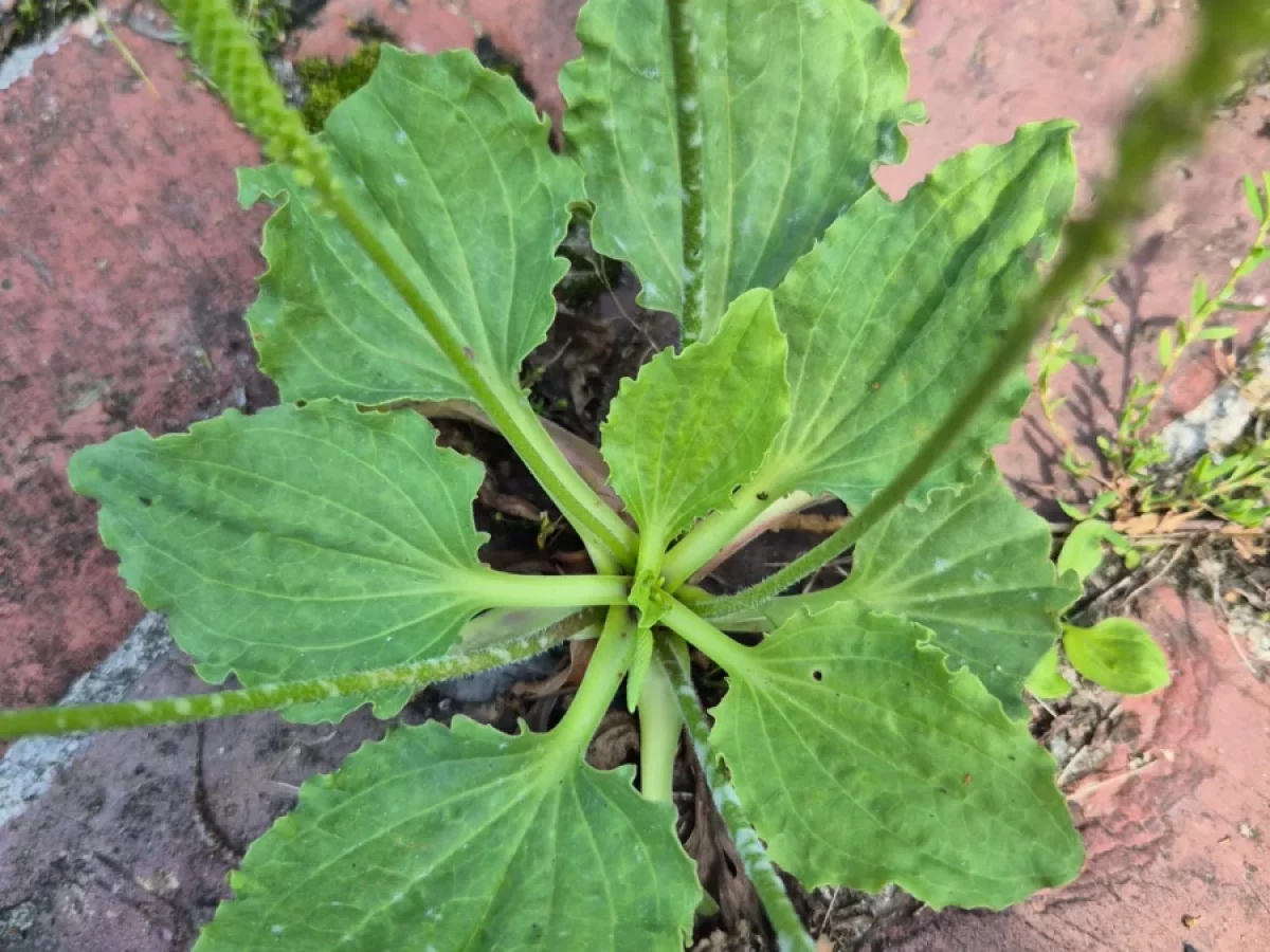 Breitwegerich, breitblättrig, grün, robust, heilkräftig, trittfest, wild