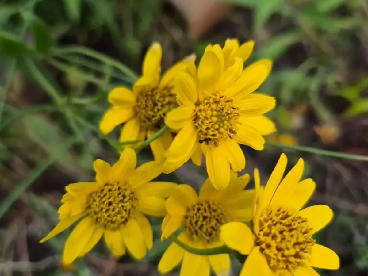 Arnika, gelbe Heilpflanze, entzündungshemmend, schmerzlindernd, abschwellend