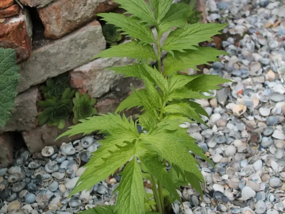 Baldrian, natürliche Wurzel gegen Unruhe und Schlaflosigkeit