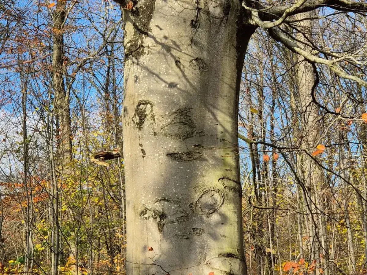 Birke, Schlanker, weißer Baum, Frühlingsbote